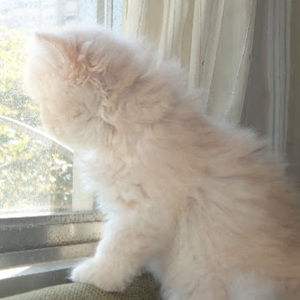 Meet your Posher, Rossiene